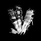 Link to the page for the video 'Shaping Evolution'